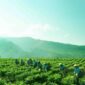 PT Perkebunan Nusantara V Targetkan Integrasi Penuh Digitalisasi E-Plantation 2023