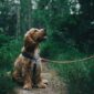 2 Orang Pria Seret Anjing Gunakan Motor di Badung Bali, Polisi Ungkap Alasan Sebenarnya