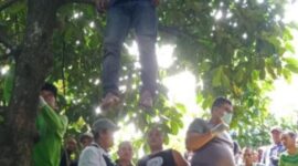 Temukan Jasad Pria Tergantung di Pohon Manggis, Warga Desa Cibeber Leuwiliang Geger