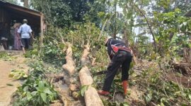 Akibat Angin Puting Beliung sebuah pohon besar menimpa atap rumah warga di Kecamatan Cireunghas, Kab. Sukabumi, Sabtu (21/10). Dok. BPBD Sukabumi.