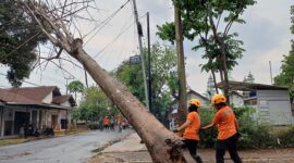 Pohon tumbang merusak fasilitas umum serta menutup akses jalan di Kabupaten Bondowoso. (Dok. BPBD Kabupaten Bondowoso)