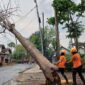 Pohon tumbang merusak fasilitas umum serta menutup akses jalan di Kabupaten Bondowoso. (Dok. BPBD Kabupaten Bondowoso)