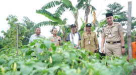 Foto : Pj. Bupati dan Ir. Puguh melihat keberhasilan pertanian cabai di Desa Petrah dan kekayaan durian yang beragam di Banjar. (Do.Ist)