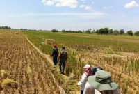 Petani Klaten memanen padi gadu 2025 dengan hasil melimpah. (Dok. Kementan)