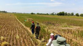 Petani Klaten memanen padi gadu 2025 dengan hasil melimpah. (Dok. Kementan)