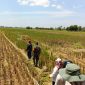 Petani Klaten memanen padi gadu 2025 dengan hasil melimpah. (Dok. Kementan)