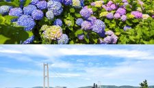 Distrik Namgu di Kota Ulsan akan menggelar Festival Hydrangea Jangsaengpo Kelima dan meluncurkan Whale Kart.