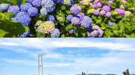 Distrik Namgu di Kota Ulsan akan menggelar Festival Hydrangea Jangsaengpo Kelima dan meluncurkan Whale Kart.